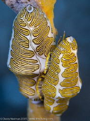 "Doubleprint"
Two Fingerprint Cyphoma in Little Cayman. by Dusty Norman 